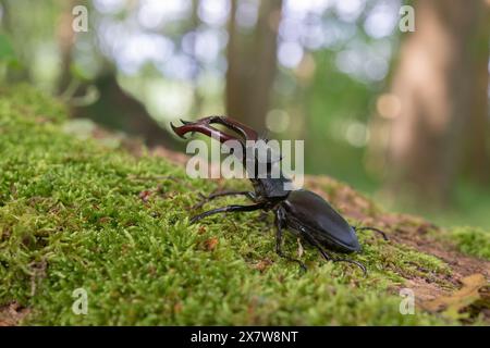 Hirschkäfer-Männchen (Lucanus cervus) auf dem Stamm eines toten Baumes im Frühling. BAS Rhin Elsass, Grand EST, Frankreich, Europa. Stockfoto