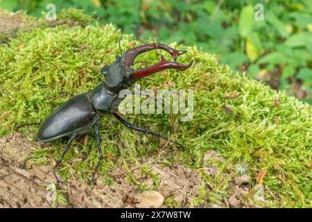 Hirschkäfer-Männchen (Lucanus cervus) auf dem Stamm eines toten Baumes im Frühling. BAS Rhin Elsass, Grand EST, Frankreich, Europa. Stockfoto