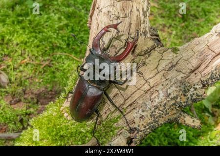 Hirschkäfer-Männchen (Lucanus cervus) auf dem Stamm eines toten Baumes im Frühling. BAS Rhin Elsass, Grand EST, Frankreich, Europa. Stockfoto