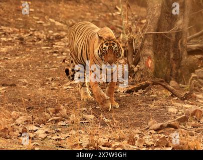 Die atemberaubende Tierwelt des Ranthambore National Park Stockfoto