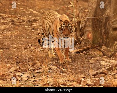 Die atemberaubende Tierwelt des Ranthambore National Park Stockfoto