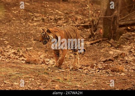 Die atemberaubende Tierwelt des Ranthambore National Park Stockfoto