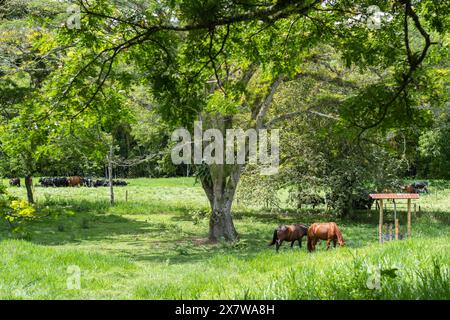 Paddock einer Rinderfarm mit Pferden und gyr-Kühen im kolumbianischen Valle del Cauca. Stockfoto