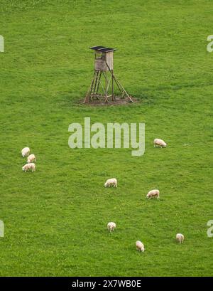 Rottweil, Deutschland. Mai 2024. Schafe grasen auf einer Weide mit erhöhtem Fell. Quelle: Silas Stein/dpa/Alamy Live News Stockfoto