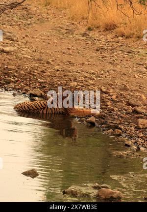 Die atemberaubende Tierwelt des Ranthambore National Park Stockfoto
