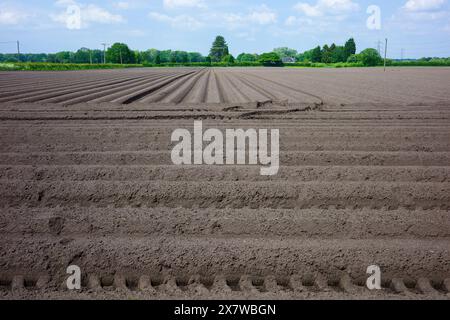 Weite Aussicht auf frisch gepflügte landwirtschaftliche Felder mit gepflegten Furchen unter einem hellblauen Himmel und verstreuten Wolken in ländlicher Umgebung. Stockfoto