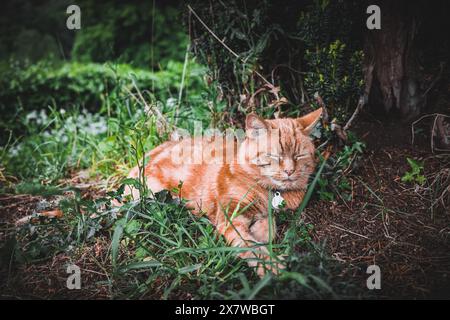 Eine entspannte orangene Tabbykatze schläft in einem üppigen, grünen Garten und genießt die Ruhe der Natur. Stockfoto