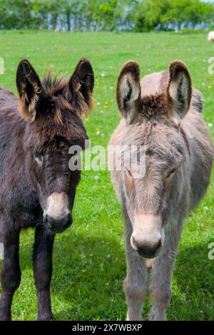 Zwei süße Esel, die in der Nähe auf der Wiese stehen Stockfoto