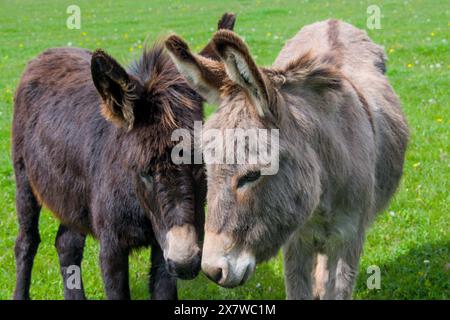 Zwei süße Esel, die in der Nähe auf der Wiese stehen Stockfoto