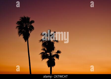 Palmen bei Sonnenuntergang auf dem Meer in Venice Beach, Kalifornien Stockfoto