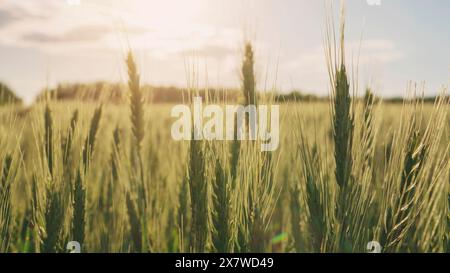 Authentisches Bild von frischen Weizenohren auf einem Feld. Konzept der Brot- und Mehlproduktion, Qualität und Landwirtschaft. Backwaren und Backwaren. Stockfoto