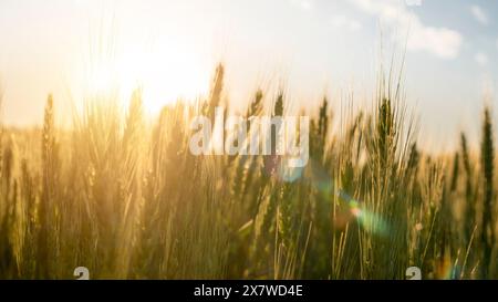 Authentisches Bild von frischen Weizenohren auf einem Feld. Konzept der Brot- und Mehlproduktion, Qualität und Landwirtschaft. Backwaren und Backwaren. Stockfoto