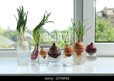 Viele gekeimte Zwiebeln in Gläsern mit Wasser auf der Fensterbank Stockfoto