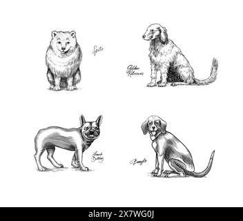 Spitz, Golden Retriever, Beagle, französische Bulldogge. Hunde In Dieser Zeichnung. Verschiedene Rassen von Haustieren. Design-Kollektion mit Hündchencharakteren Stock Vektor