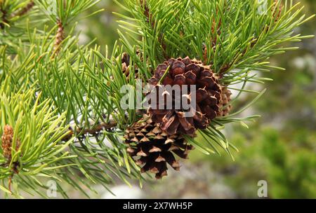 Lodgepole Pine (Pinus contorta) Kegel in den Beartooth Mountains, Montana Stockfoto