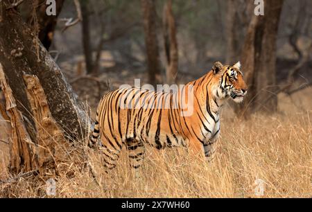 Die atemberaubende Tierwelt des Ranthambore National Park Stockfoto