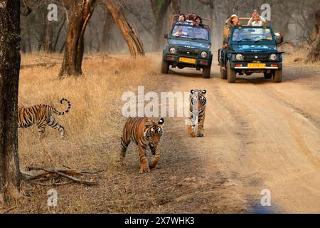 Die atemberaubende Tierwelt des Ranthambore National Park Stockfoto