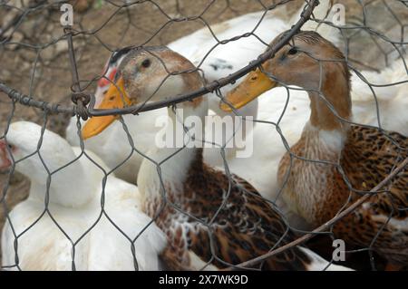 Enten zum Verkauf in einem Käfig auf einem lokalen Markt, Cat Cat Village, Sapa, Lao Cai, Vietnam. Stockfoto