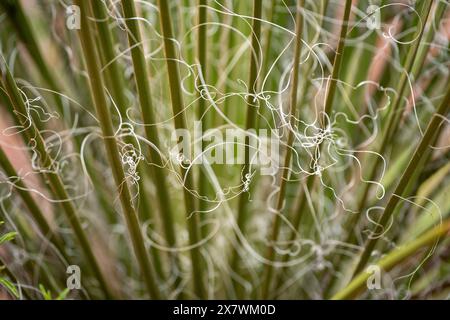 Nahaufnahme von Yucca-Fäden und -Blättern Stockfoto