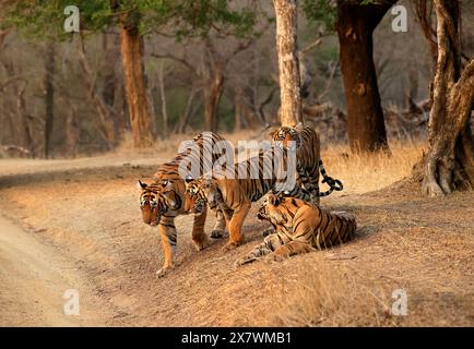 Die atemberaubende Tierwelt des Ranthambore National Park Stockfoto
