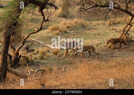 Die atemberaubende Tierwelt des Ranthambore National Park Stockfoto
