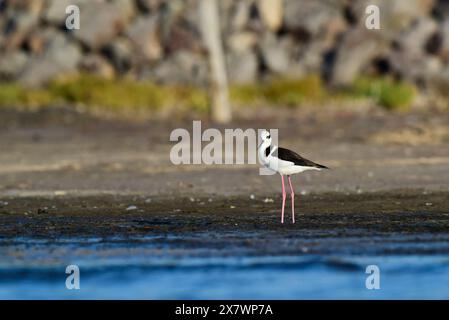 Südlicher Stelzen, Himantopus melanurus im Flug, Provinz La Pampa, Patagonien, Argentinien Stockfoto