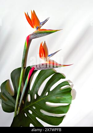 Exotischer Paradiesvogel Blumen mit Monstera Blatt auf weißem Hintergrund Stockfoto