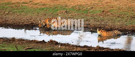 Die atemberaubende Tierwelt des Ranthambore National Park Stockfoto
