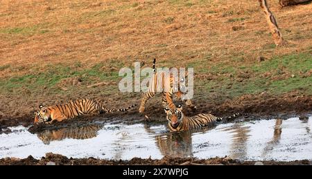 Die atemberaubende Tierwelt des Ranthambore National Park Stockfoto