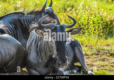 Eine Gruppe von Blauen Gnus oder GNU oder Taurinus Connochaeten, die sich in der grünen Savanne im Pilanesberg Nationalpark entspannen Stockfoto