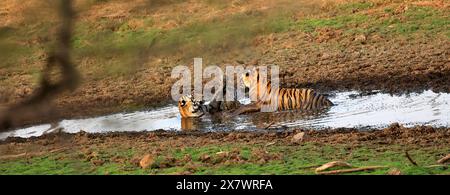 Die atemberaubende Tierwelt des Ranthambore National Park Stockfoto