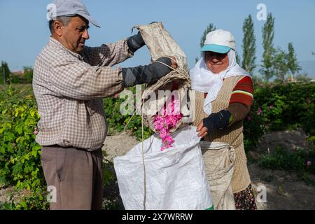 Arbeiter leeren die Rosen, die sie im Rosenfeld gesammelt haben, in Säcke. Stockfoto