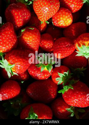 Frische Bio-Erdbeeren aus Polen, saftige Früchte und Stiele in Nahaufnahme. Stockfoto