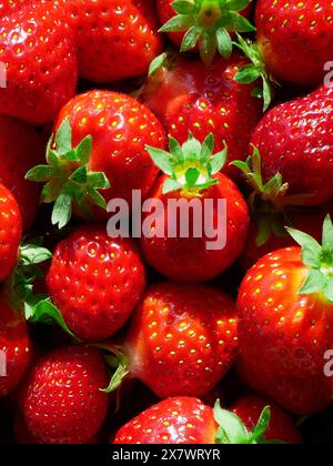 Frische Bio-Erdbeeren aus Polen, saftige Früchte und Stiele in Nahaufnahme. Stockfoto