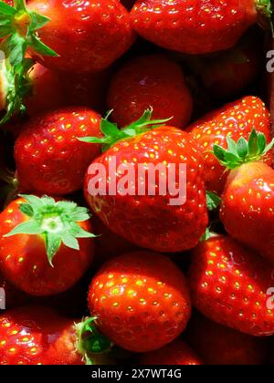 Frische Bio-Erdbeeren aus Polen, saftige Früchte und Stiele in Nahaufnahme. Stockfoto