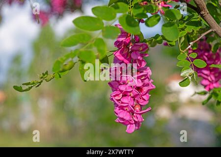 Wunderschöne Rosenakazie, Robinia pseudoacacia, blühend im Frühlingsgarten. Robinia Viscosa Nahaufnahme. Frühling saisonaler Hintergrund mit frischem Grün. Stockfoto