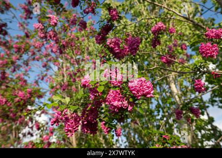 Wunderschöne Rosenakazie, Robinia pseudoacacia, blühend im Frühlingsgarten. Robinia Viscosa Nahaufnahme. Frühling saisonaler Hintergrund mit frischem Grün. Stockfoto