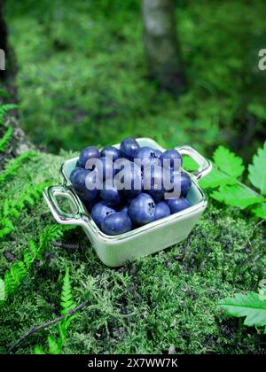 Frisch gepflückte Heidelbeeren oder Heidelbeeren in einer Keramikschale. Geheimnisvolle Waldlandschaft. Natur an einem schönen Frühlingstag. Stockfoto