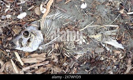 Am Strand liegt ein volles Fischskelett intakt auf Sand und kleinem Treibholz. Stockfoto