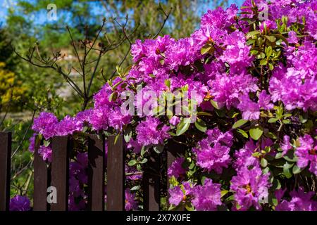 Rosa Blüten der blühenden Azaleen im Garten Stockfoto