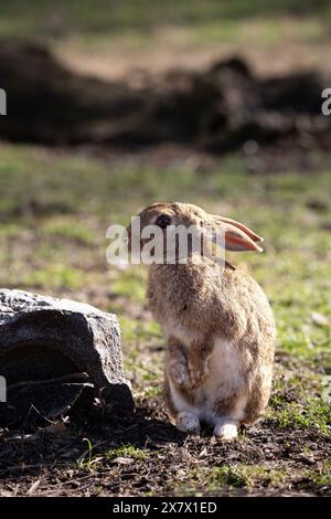 Wunderschönes braunes Kaninchen mit großen Ohren auf dem Gras im Park Stockfoto