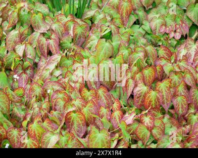 Epimedium x rubrum mit herzförmigen Blättern in Grün und Rot. Botanische Hintergrundbilder. Stockfoto