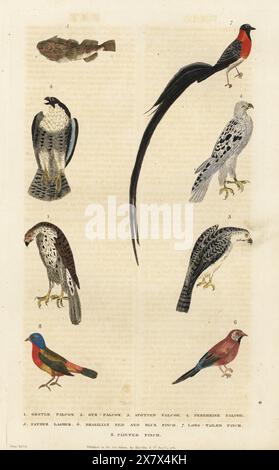 Wanderfalke, Falco peregrinus (weiblich 1, männlich 4), gyr-Falke, Falco rusticolus 2, Fleckfalke, Falco moluccensis 3, Kurzdornskulpin, Myoxocephalus scorpius 5, Grenadier, Uraeginthus granatinus 6, Langschwanzparadies Whydah, Vidua paradisaea 7 und gemaltes Fähnchen, Passerina ciris 8. Handkolorierter Kupferstich von Moses Harris aus William Frederic Martyn’s A New Dictionary of Natural History, Harrison, London, 1785. Pseudonym von William Fordyce Mavor, schottischer Priester, Lehrer und Schriftsteller, 1758-1837. Stockfoto