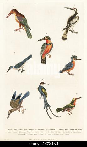 ratteneisvogel, Ceryle rudis 1, malachiteisvogel, Corythornis cristatus 2, weißkehleisvogel, Halcyon smyrnensis 3, unbekannte Art 4,5, grüner eisvogel, Chloroceryle inda 6, Paradiesjakamar, Galbula dea 7 und eisvogel Todiramphus chloris 8. Handkolorierter Kupferstich von Moses Harris aus William Frederic Martyn’s A New Dictionary of Natural History, Harrison, London, 1785. Pseudonym von William Fordyce Mavor, schottischer Priester, Lehrer und Schriftsteller, 1758-1837. Stockfoto