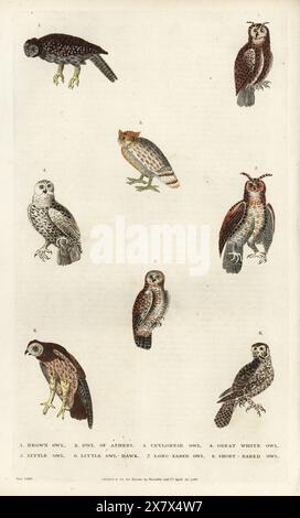 Tawny Eule, Strix aluco 1, kleine Eule, Athene noctua 2,5, Sri-lankische braune Fischeule, Ketupa zeylonensis 3, Schneeeule, Bubo scandiacus 4, nördlicher Falkeule, Surnia ulula 6, Langohr-Eulen, Asio otus 7 und Kurzohr-Eulen, Asio flammeus 8. Handkolorierter Kupferstich von Moses Harris aus William Frederic Martyn’s A New Dictionary of Natural History, Harrison, London, 1785. Pseudonym von William Fordyce Mavor, schottischer Priester, Lehrer und Schriftsteller, 1758-1837. Stockfoto