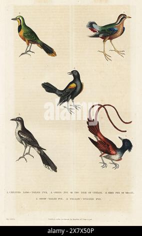 Asiatisches Paradies Fliegenfänger, Terpsiphone paradisi 1, Bokmakierie, Telophorus zeylonus 2, graue Monjita, Nengetus cinereus 3, Indian Pitta, Pitta brachyura 4 und Epaulet oriole, icterus cayanensis 5. Handkolorierter Kupferstich von Moses Harris aus William Frederic Martyn’s A New Dictionary of Natural History, Harrison, London, 1785. Pseudonym von William Fordyce Mavor, schottischer Priester, Lehrer und Schriftsteller, 1758-1837. Stockfoto