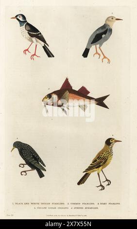 Indische Rattenmyna, Gracupica contra 1, gewöhnlicher Star, Sturnus vulgaris 2, Rotschnabelstern, Spodiopsar sericeus 3, javanische Pied Myna, Gracupica jalla 4 und gestreifte Rotbarbe Mullus surmuletus 5. Handkolorierter Kupferstich von Moses Harris aus William Frederic Martyn’s A New Dictionary of Natural History, Harrison, London, 1785. Pseudonym von William Fordyce Mavor, schottischer Priester, Lehrer und Schriftsteller, 1758-1837. Stockfoto