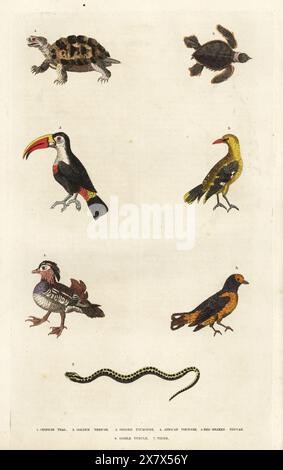 Mandarinente, Aix galericulata 1, Eurasischer goldener oriole, Oriolus oriolus 2, Euphonie der Vibrien, Euphonia violacea 3, gefährdete afrikanische Sporenschildkröte, Centrochelys sulcata 4, Weißkehlentukan, Ramphastos tucanus 5, gefährdete grüne Meeresschildkröte, Chelonia mydas 6 und Vipera berus 7. Handkolorierter Kupferstich von Moses Harris aus William Frederic Martyn’s A New Dictionary of Natural History, Harrison, London, 1785. Pseudonym von William Fordyce Mavor, schottischer Priester, Lehrer und Schriftsteller, 1758-1837. Stockfoto