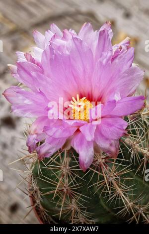 Glory of Texas (Thelocactus bicolor), Cactaceae. Ziersukkulente Pflanze. Seltener Kaktus. Kugelförmige Form, rosa Blüten. Stockfoto