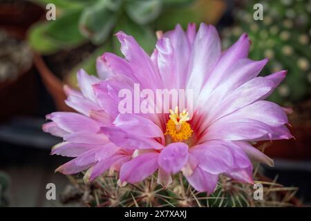 Glory of Texas (Thelocactus bicolor), Cactaceae. Ziersukkulente Pflanze. Seltener Kaktus. Kugelförmige Form, rosa Blüten. Stockfoto